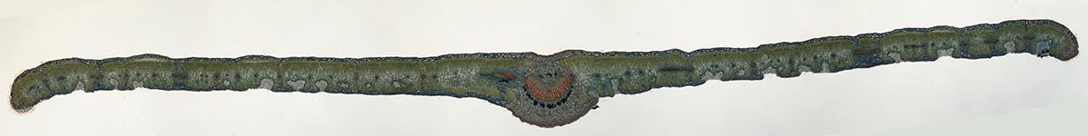 Blattquerschnitt
